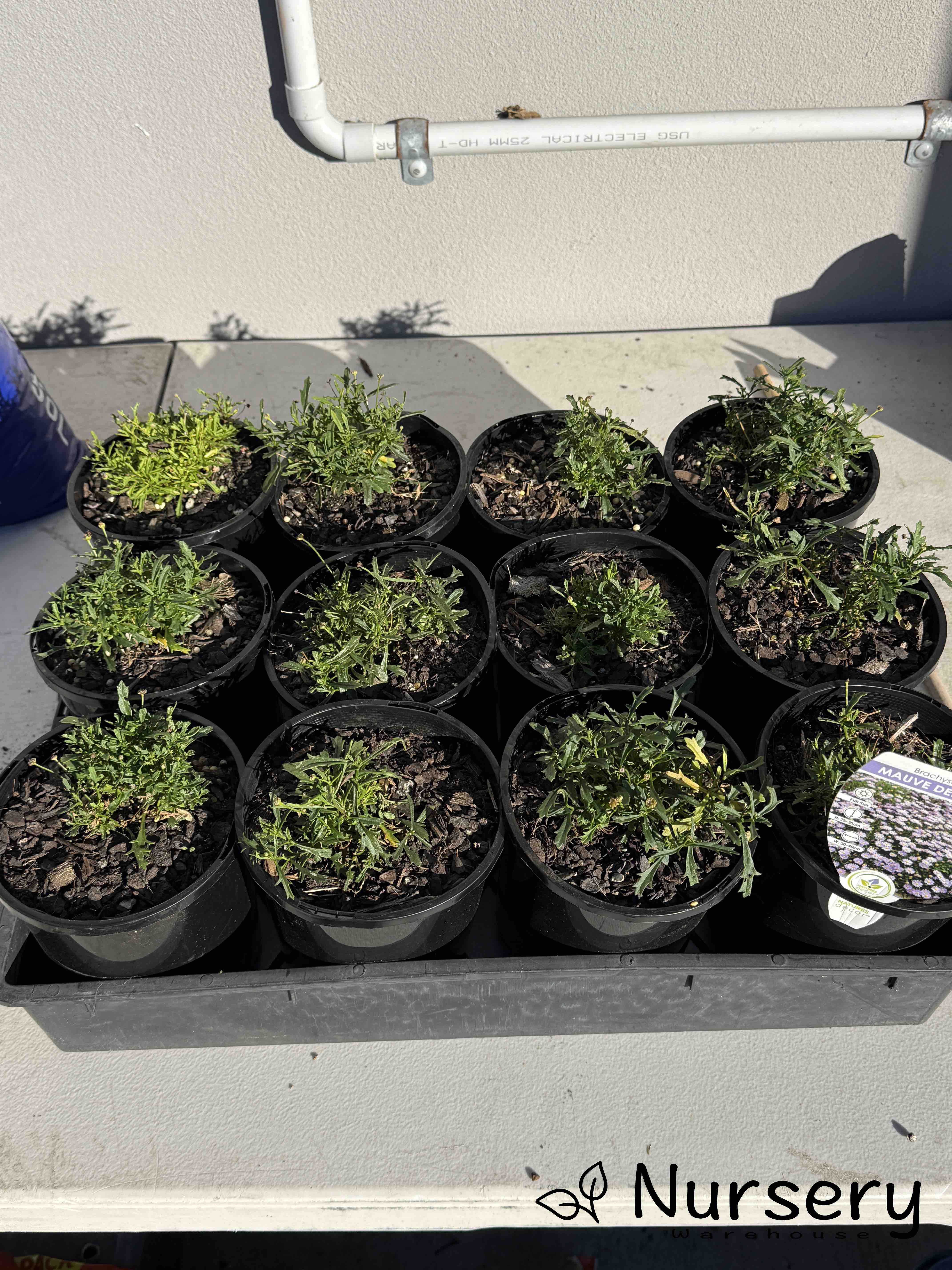 Brachyscome Mauve Delight (Brachyscome multifida | undersized)