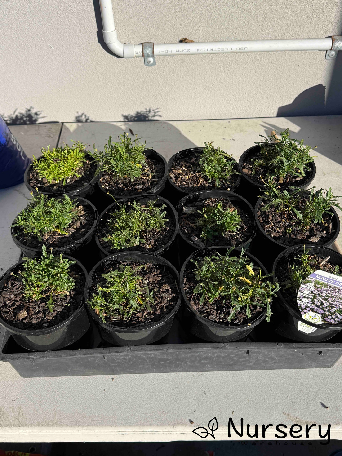 Brachyscome Mauve Delight (Brachyscome multifida | undersized)