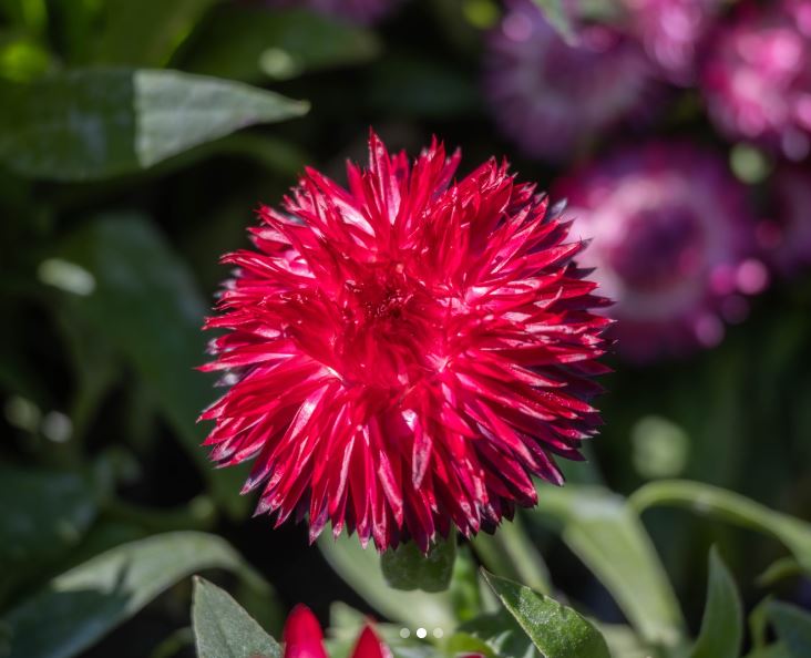 Bracteantha 'Mohave Red' (Strawflower)