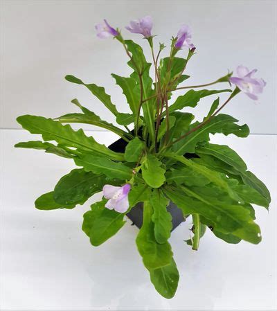 Mazus pumilio ‘Fairy Lights’ (Swamp Mazus)