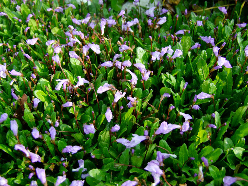Mazus pumilio ‘Fairy Lights’ (Swamp Mazus)