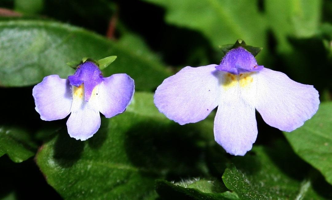 Mazus pumilio ‘Fairy Lights’ (Swamp Mazus)