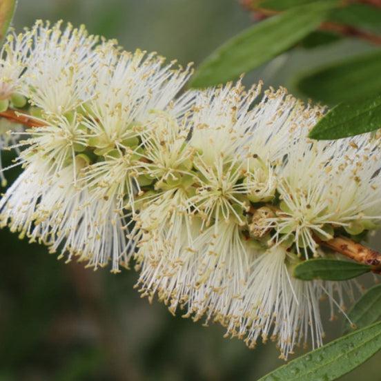 Callistemon spp. ‘CNU01’ Icy Burst™ (Icy Burst Bottlebrush)