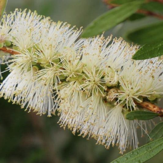 Callistemon spp. ‘CNU01’ Icy Burst™ (Icy Burst Bottlebrush)