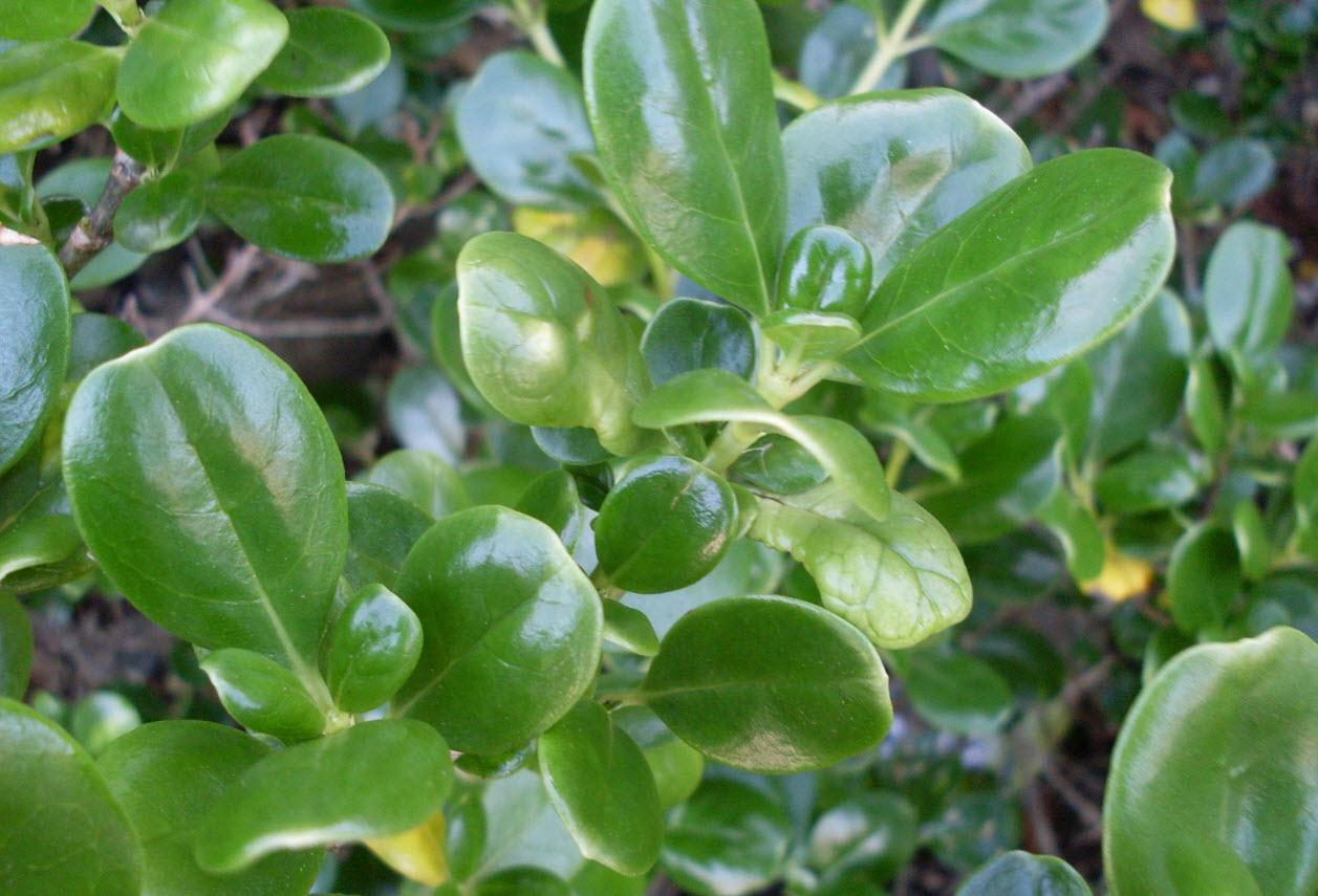 Coprosma Repens (Mirror Bush)