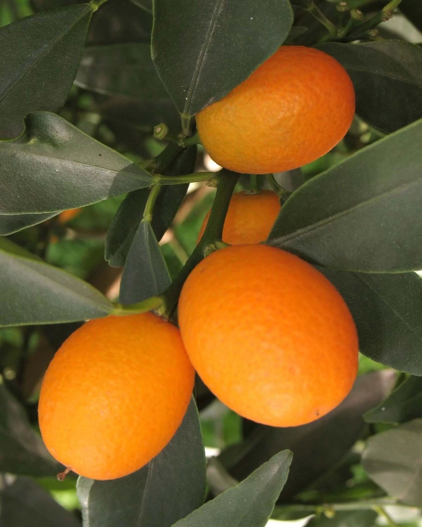 Citrus Japonica ‘Meiwa’ (Dwarf Meiwa Kumquat)