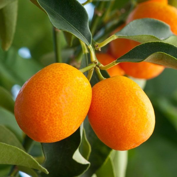 Citrus Japonica 'Meiwa' (Meiwa Kumquat) GRAFTED