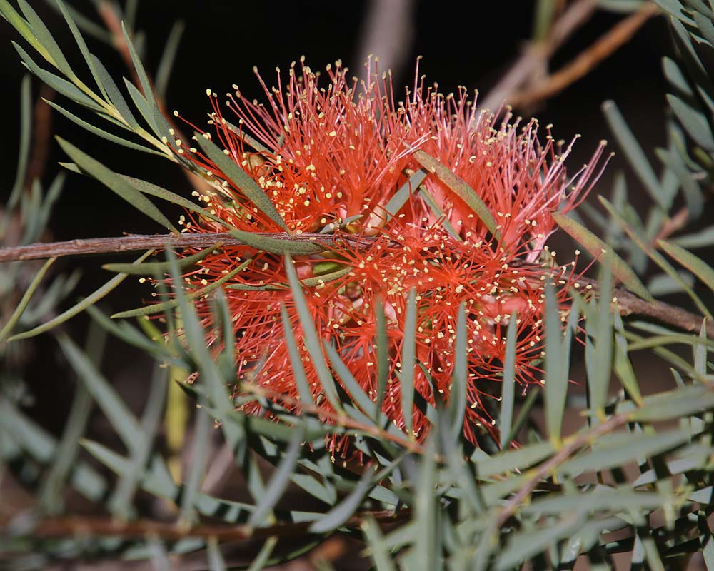 Melaleuca Fulgens Red (Scarlet Honey Myrtle)