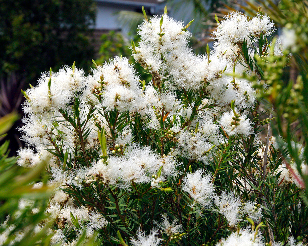 Melaleuca Linariifolia ‘Snowstorm’ (Snowstorm Paperbark)