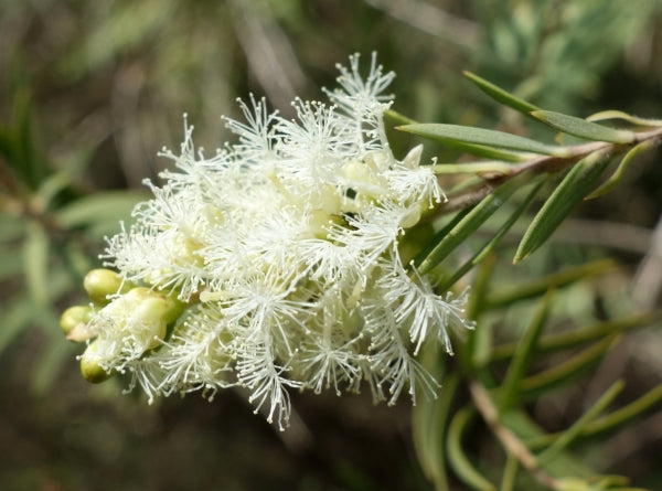 Melaleuca Linariifolia (Snow in Summer)