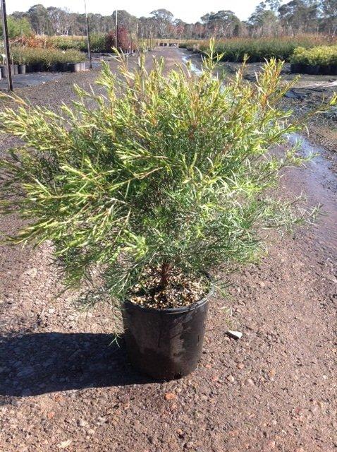 Melaleuca 'Snowstorm'