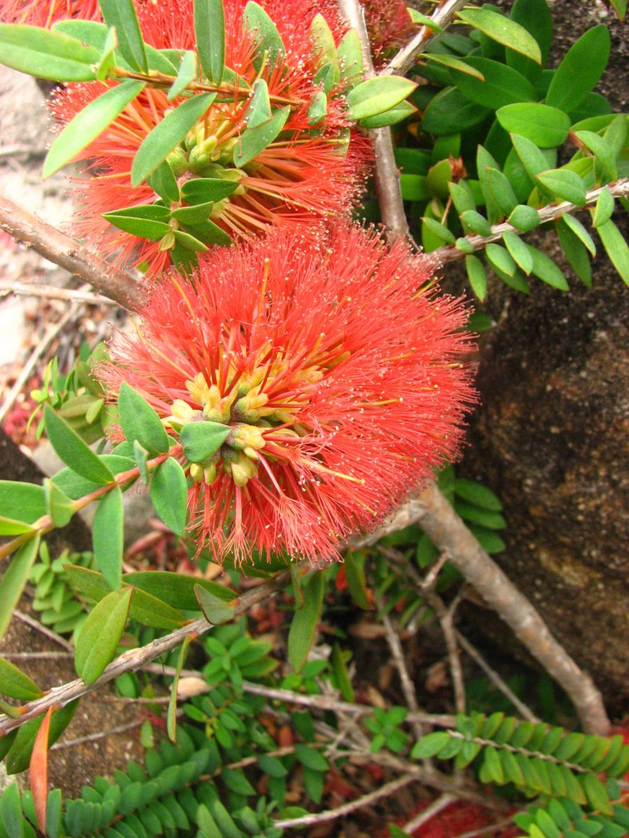 Melaleuca hypericifolia (Red Flowering Bottlebrush)
