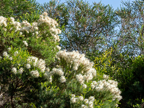 Melaleuca Linariifolia (Snow-in-Summer)