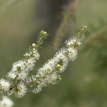 Melaleuca Nodosa (Knobby Honey Myrtle)