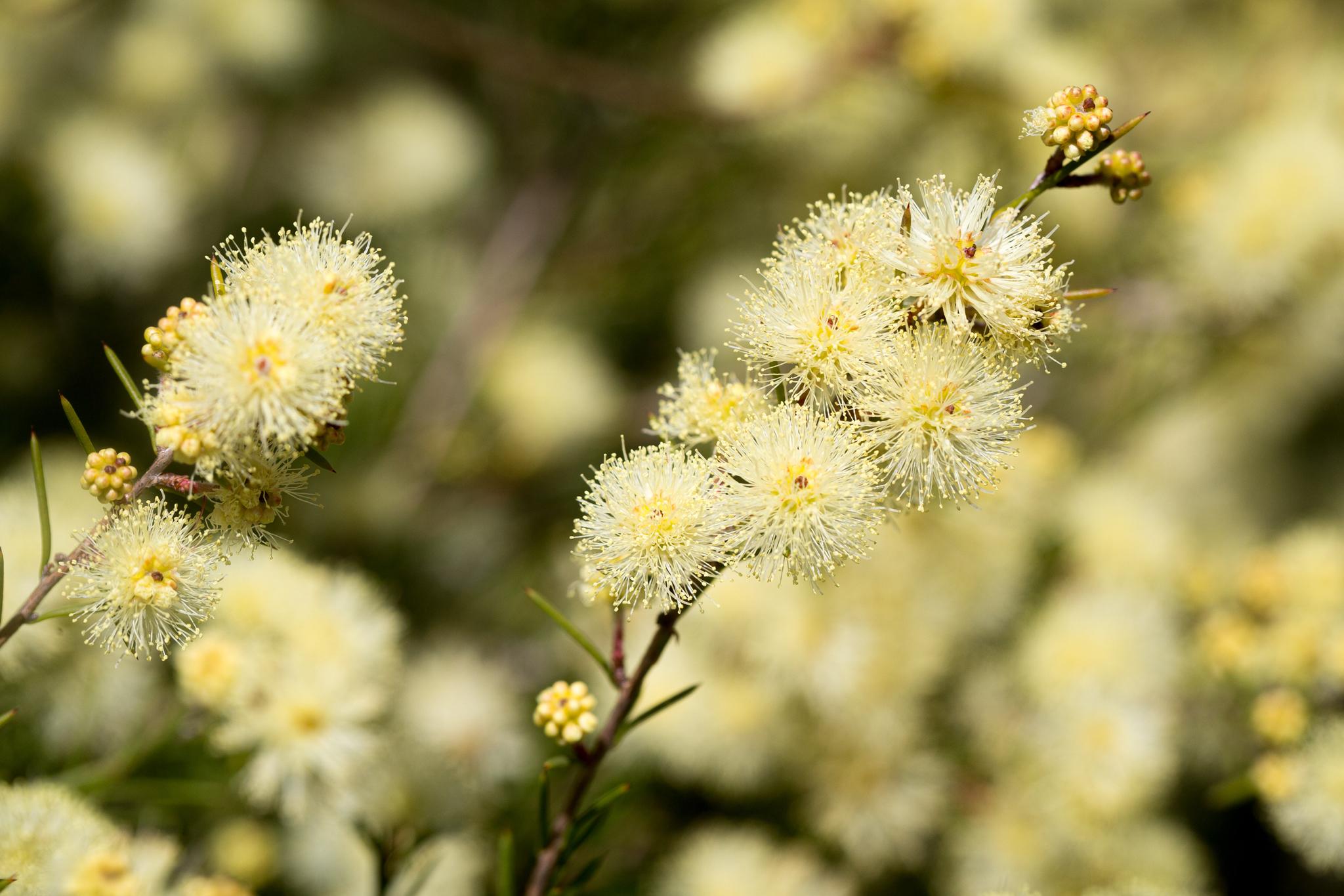 Melaleuca Nodosa (Prickly-Leaved Paperbark)