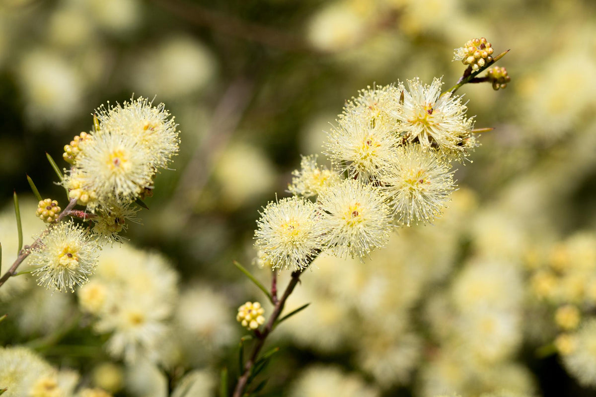 Melaleuca Nodosa (Prickly-Leaved Paperbark)