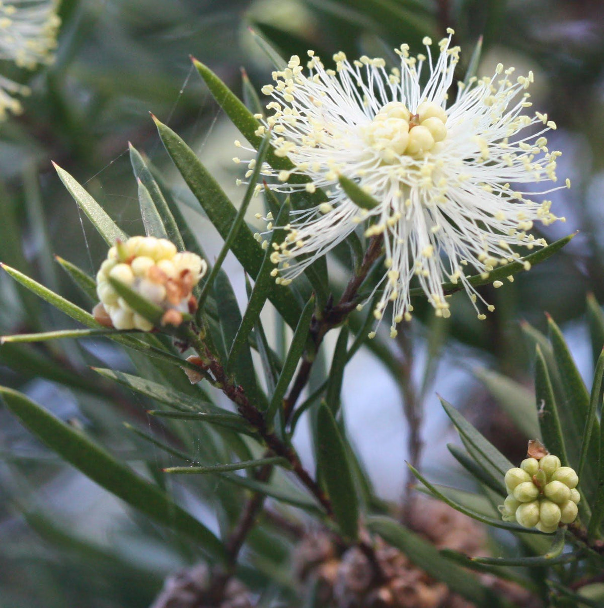 Melaleuca Nodosa (Prickly-Leaved Paperbark)