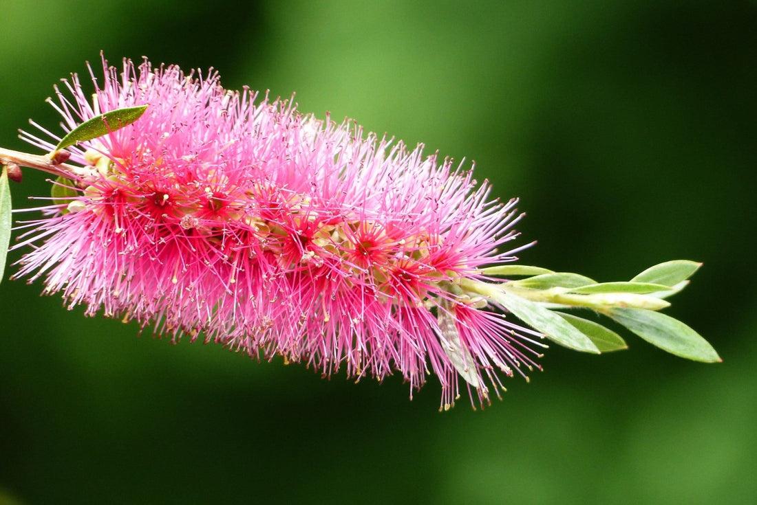 Melaleuca Saligna ‘Perth Pink’ (Perth Pink Willow Bottlebrush)