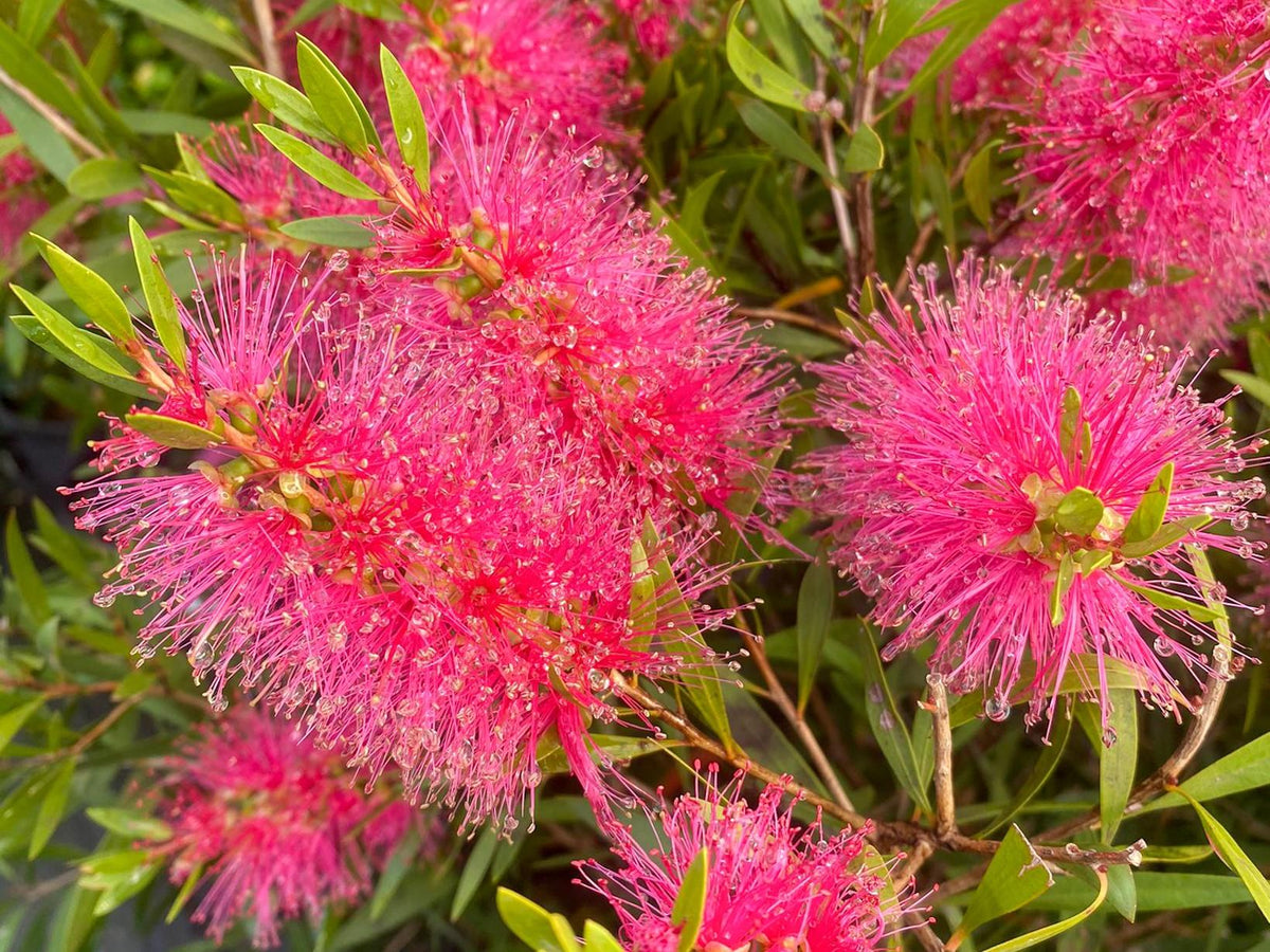 Melaleuca Saligna ‘Perth Pink’ (Perth Pink Willow Bottlebrush)
