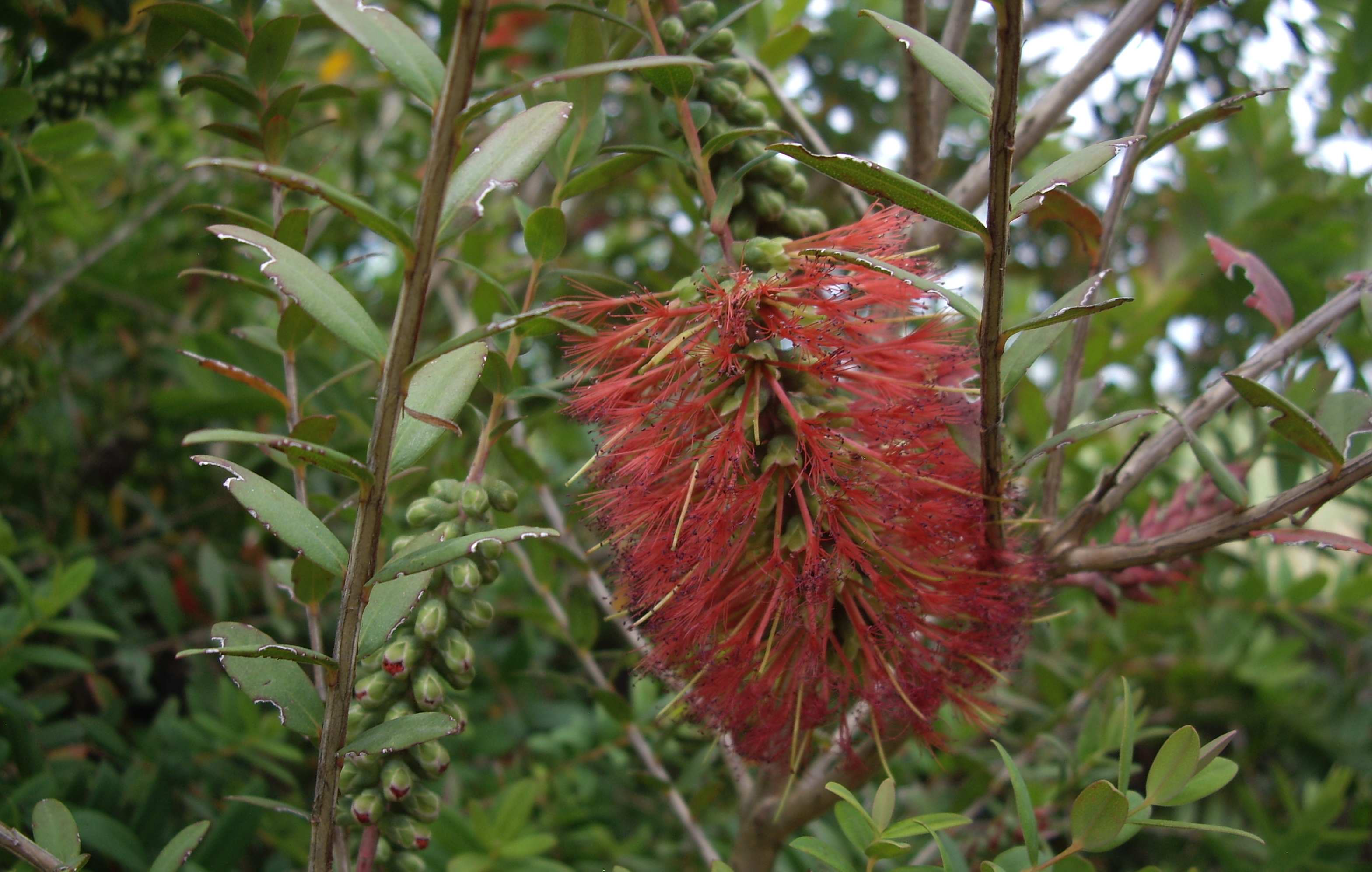 Melaleuca hypericifolia ‘Ulladulla Beacon’ (Ulladulla Beacon Honey Myrtle)