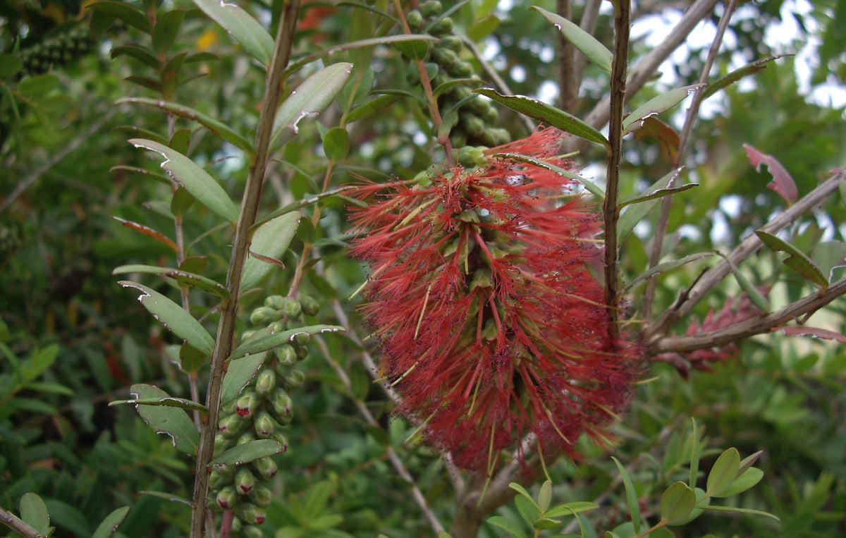 Melaleuca hypericifolia ‘Ulladulla Beacon’ (Ulladulla Beacon Honey Myrtle)