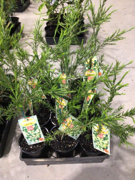 Melaleuca bracteata 'Revolution Green' (Revolution Green Honey Myrtle)