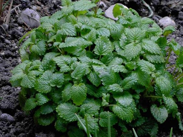Melissa Officinalis (Lemon Balm)
