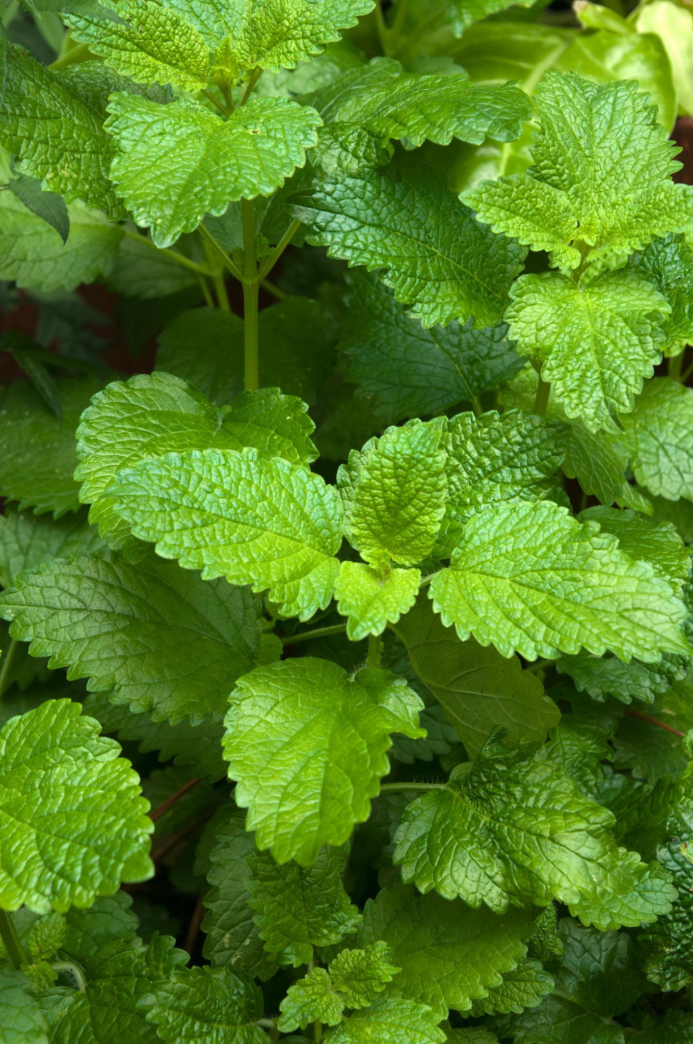 Melissa Officinalis (Lemon Balm)