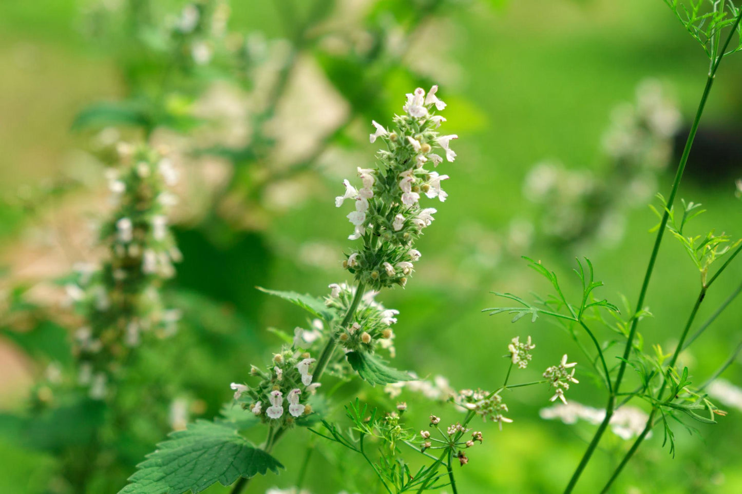 Melissa Officinalis (Lemon Balm)