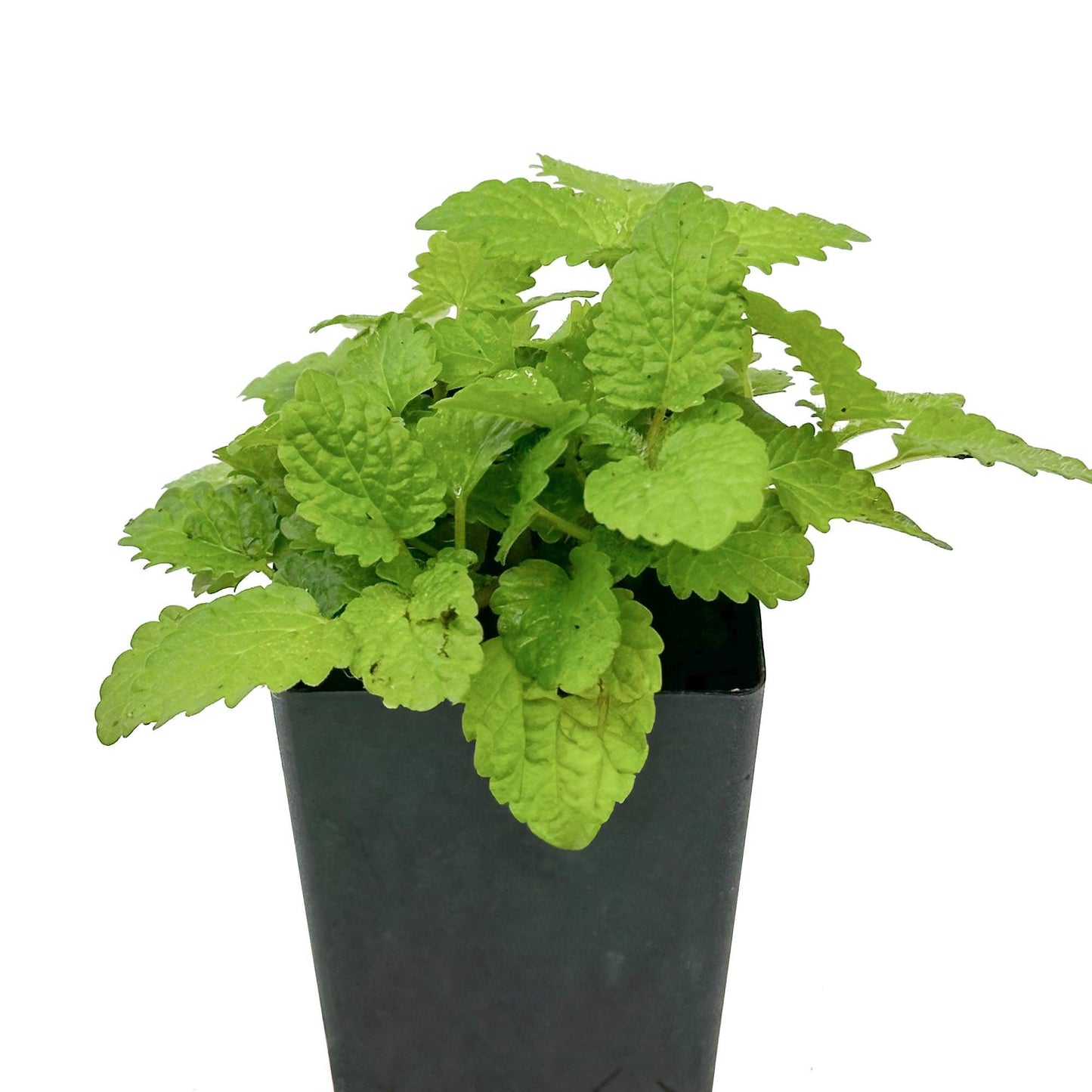 Melissa Officinalis (Lemon Balm)