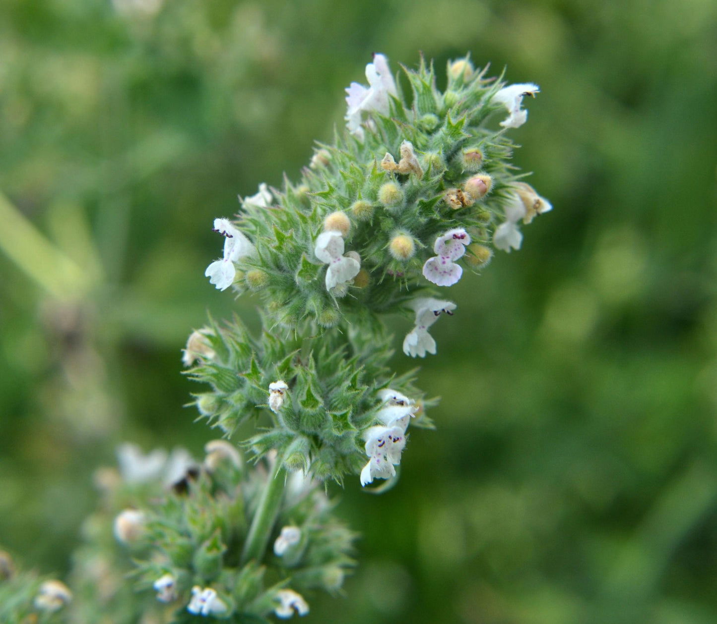 Melissa Officinalis (Lemon Balm)