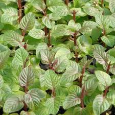 Mentha Spicata ‘Berries & Cream’ (Berries & Cream Mint)