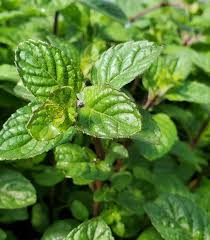 Mentha Spicata ‘Berries & Cream’ (Berries & Cream Mint)