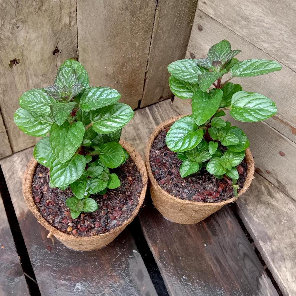 Mentha Spicata ‘Berries & Cream’ (Berries & Cream Mint)