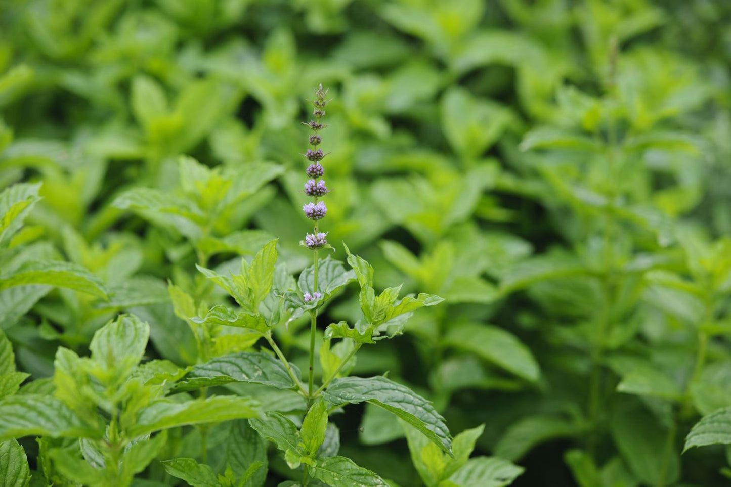 Mentha Spicata ‘Chef’s’ (Chef’s Mint)
