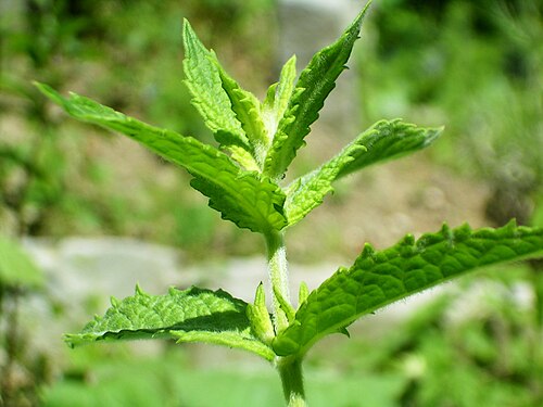 Mentha Spicata (Common Mint)
