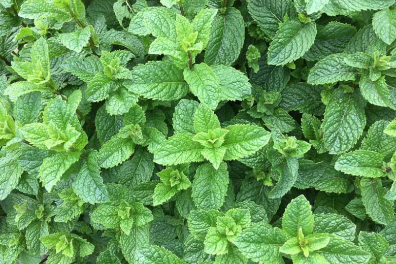 Mentha Spicata (Common Mint)