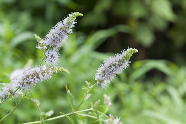 Mentha Spicata (Common Mint)