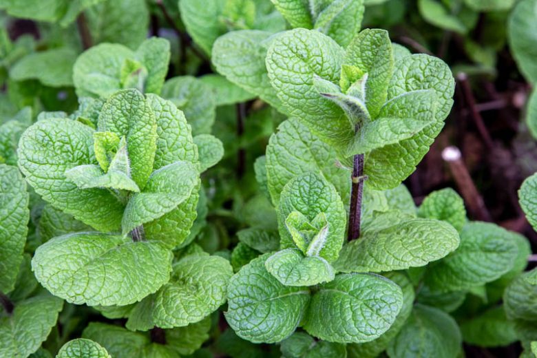 Mentha Spicata ‘Mojito’ (Mojito Mint)