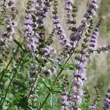 Mentha Spicata ‘Mojito’ (Mojito Mint)