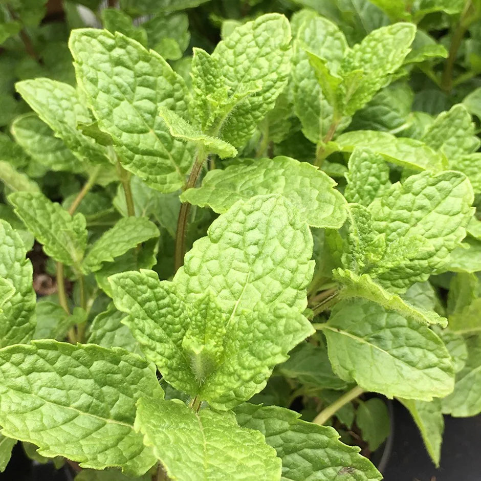 Mentha Spicata (Moroccan Tea Mint)