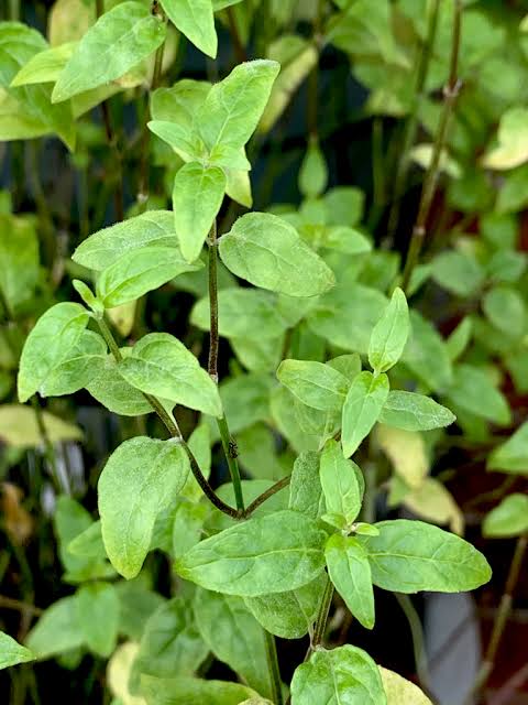 Mentha Australis 'River Mint' (River Mint)