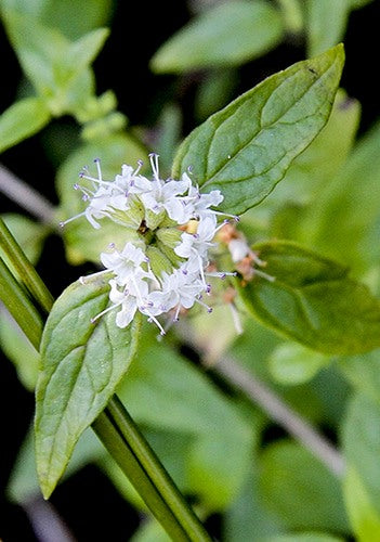 Mentha Australis 'River Mint' (River Mint)