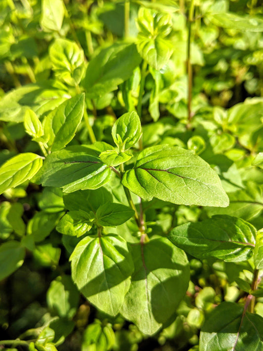 Mentha Australis 'River Mint' (River Mint)