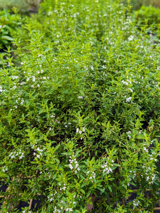 Mentha Diemenica (Slender Mint)