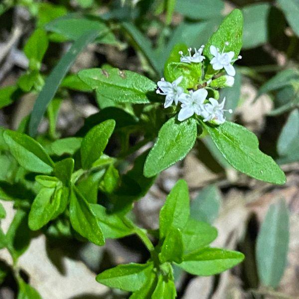 Mentha Diemenica (Slender Mint)