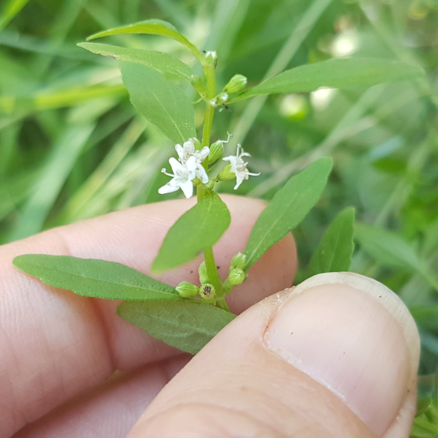 Mentha Diemenica (Slender Mint)