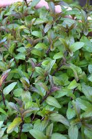 Mentha × Piperita ‘Chocolate’ (Chocolate Mint)