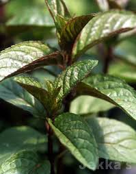 Mentha × Piperita ‘Chocolate’ (Chocolate Mint)