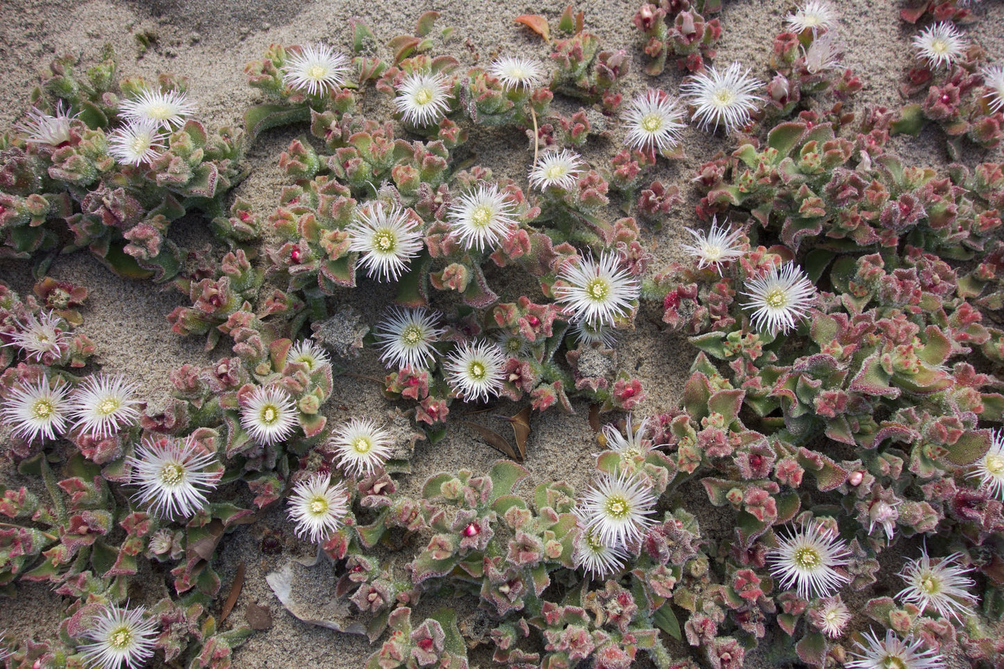 Mesembryanthemum Crystallinum 'Rainbow'